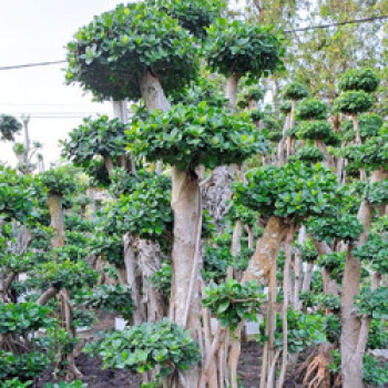 Pohon Bonsai Dollar