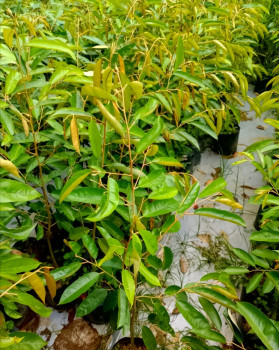 BIBIT POHON INDUK DURIAN