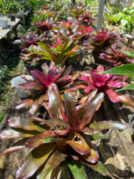 Indukan Aneka Bromelia