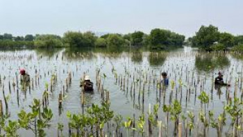 Jasa Penanaman Mangrove