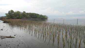 Jasa Penanaman Mangrove