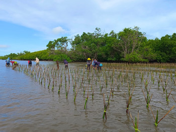 Jasa Penanaman Mangrove