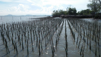 Jasa Penanaman Mangrove