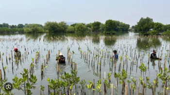 Biaya Penanaman Bibit Mangrove