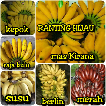 Buah Pisang