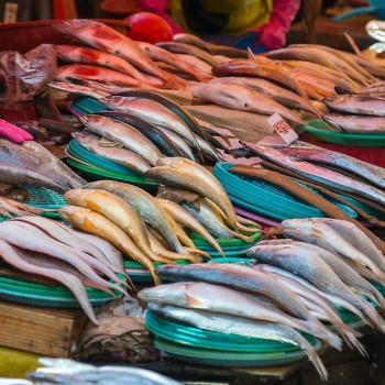 ikan kakap merah