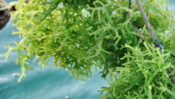 BIBIT RUMPUT LAUT (cottonii)