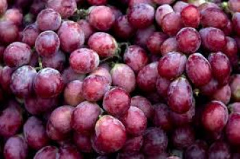 buah anggur