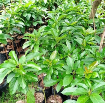 Benih/Bibit Alpukat Okulasi