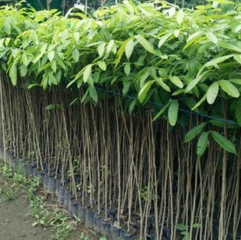 Benih/Bibit Mahoni