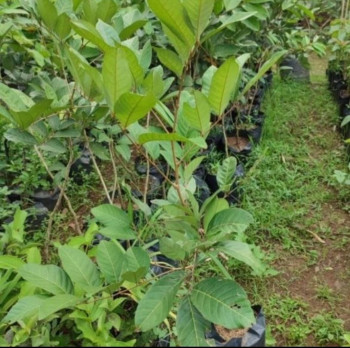 Benih/Bibit Rambutan