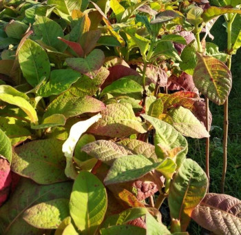 Benih/ Bibit Jabon Merah