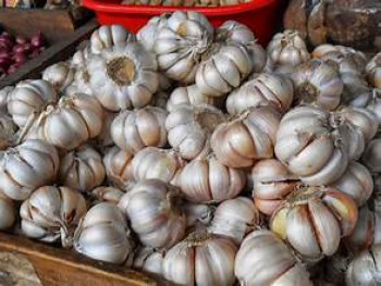 BAWANG PUTIH