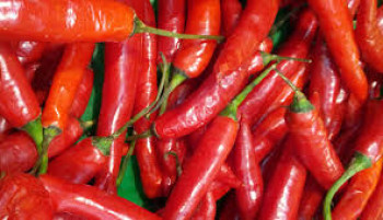 CABAI RAWIT MERAH