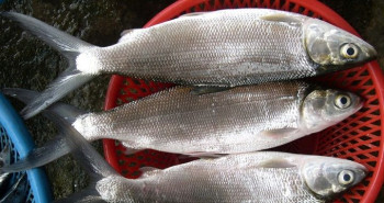 IKAN BANDENG