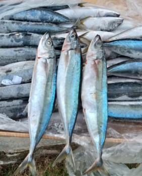IKAN LAYANG