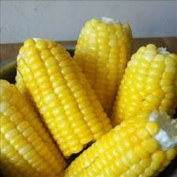 JAGUNG