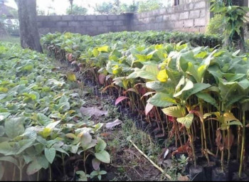 Benih/ Bibit Jabon Merah