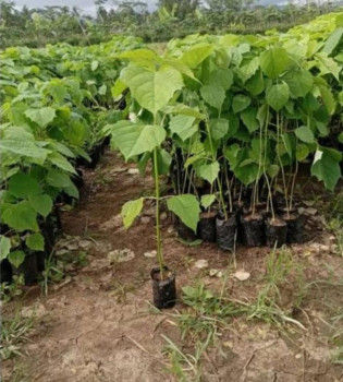 Benih/ Bibit Gmelina/ Jati Putih