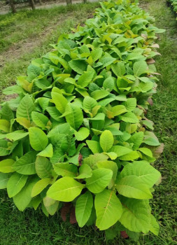 Benih/Bibit Jabon Merah