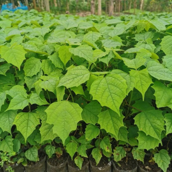 Benih/Bibit Gmelina / Bibit Jati Putih
