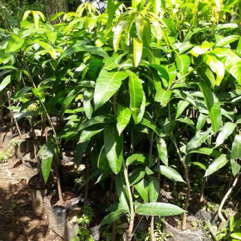 Benih/Bibit Mangga