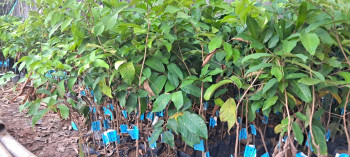 Benih/Bibit Rambutan