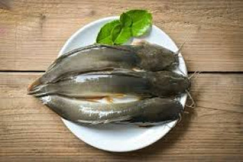 IKAN LELE IKAN LELE