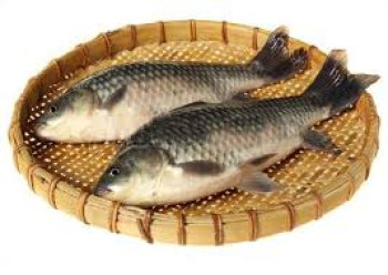 IKAN MAS IKAN MAS