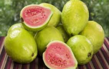 JAMBU JAMBU