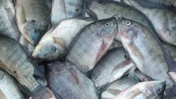 IKAN NILA IKAN NILA