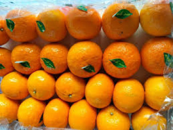JERUK JERUK