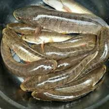 IKAN GABUS IKAN GABUS