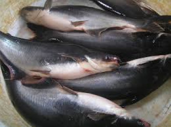 IKAN PATIN IKAN PATIN