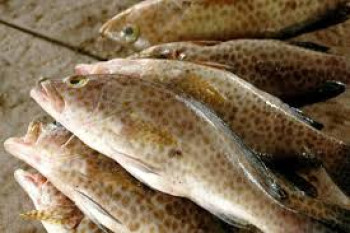IKAN KERAPU IKAN KERAPU