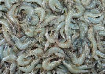 UDANG VANAME UDANG VANAME