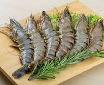 UDANG WINDU UDANG WINDU