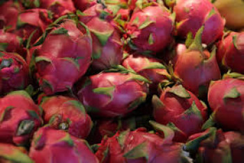 BUAH NAGA BUAH NAGA