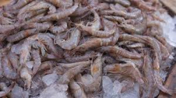 UDANG JEREBUNG UDANG JEREBUNG
