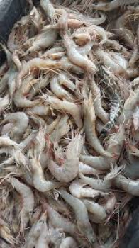 UDANG PECI UDANG PECI