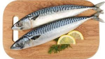 IKAN TENGGIRI IKAN TENGGIRI
