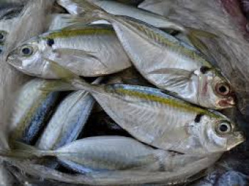 IKAN KUWE / CEPA IKAN KUWE / CEPA