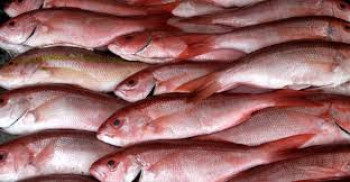 IKAN KAKAP MERAH IKAN KAKAP MERAH