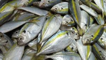 IKAN KEMBUNG / KATOMBO IKAN KEMBUNG / KATOMBO