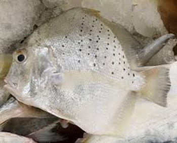 IKAN TAPI-TAPI IKAN TAPI-TAPI