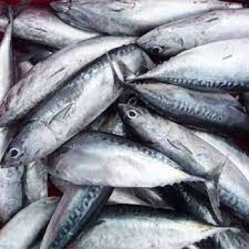 IKAN TUNA IKAN TUNA