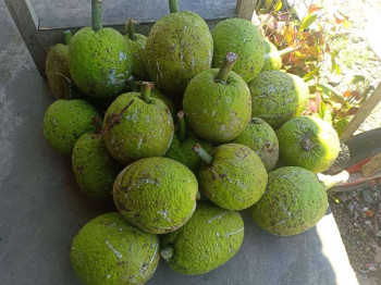 BUAH SUKUN BUAH SUKUN