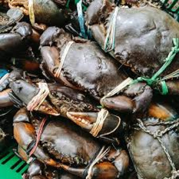 KEPITING BAKAU KEPITING BAKAU