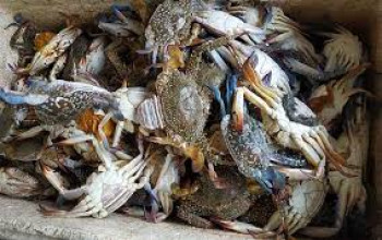 KEPITING RAJUNGAN KEPITING RAJUNGAN