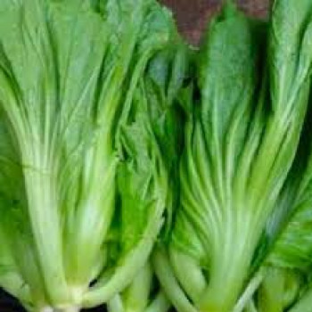 SAYUR SAWI PAHIT SAYUR SAWI PAHIT